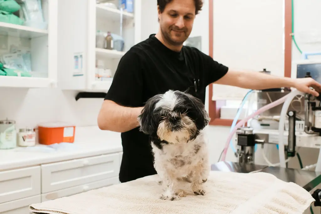 Vet assistant gently handling a dog during an exam at Jackson Square Animal Clinic in Oak Ridge, Tennessee.
