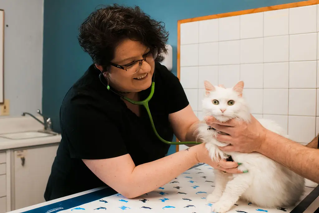 A wellness exam on a cat at Jackson Square Animal Clinic in Oak Ridge, Tennessee.