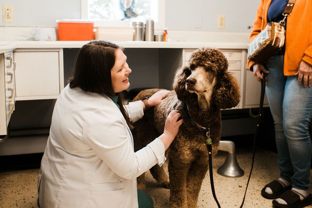 Veterinary team providing hands-on care during a dog exam at Jackson Square Animal Clinic in Oak Ridge, Tennessee.
