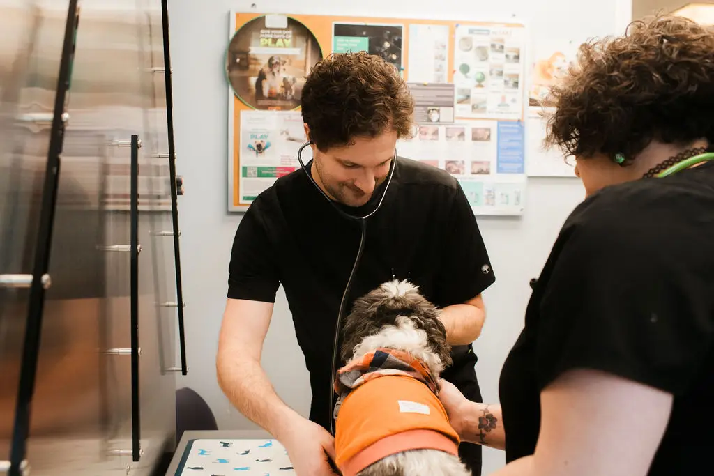A dog exam at Jackson Square Animal Clinic in Oak Ridge, Tennessee.
